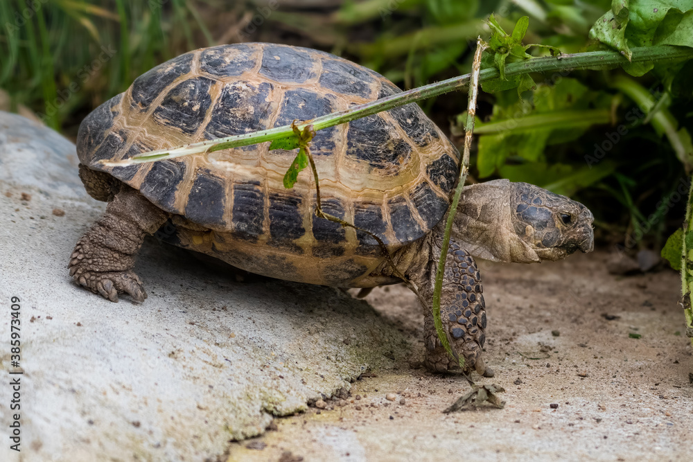 Obraz premium Small Tortoise on a Garden Path