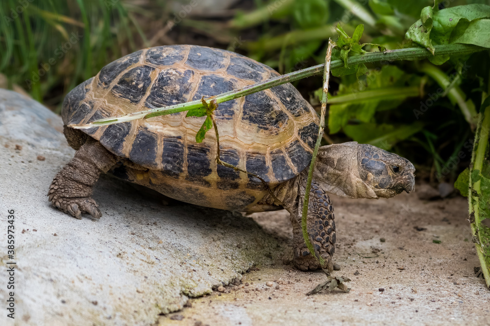 Small Tortoise on a Garden Path