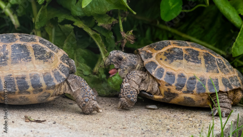 Pair of Small Tortoise's Face to Face © Ian