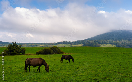 Two horses grazing grass in Beskid Niski mountains area. Cloudy sky. Regietow Wyzny, Poland, Europe.