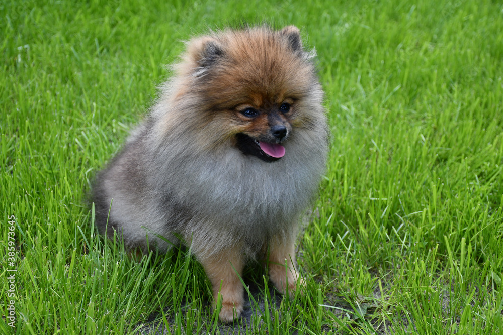 A young dog of the Pomeranian spitz breed sits on a green lawn A young dog of the Pomeranian spitz breed sits on a green lawn
