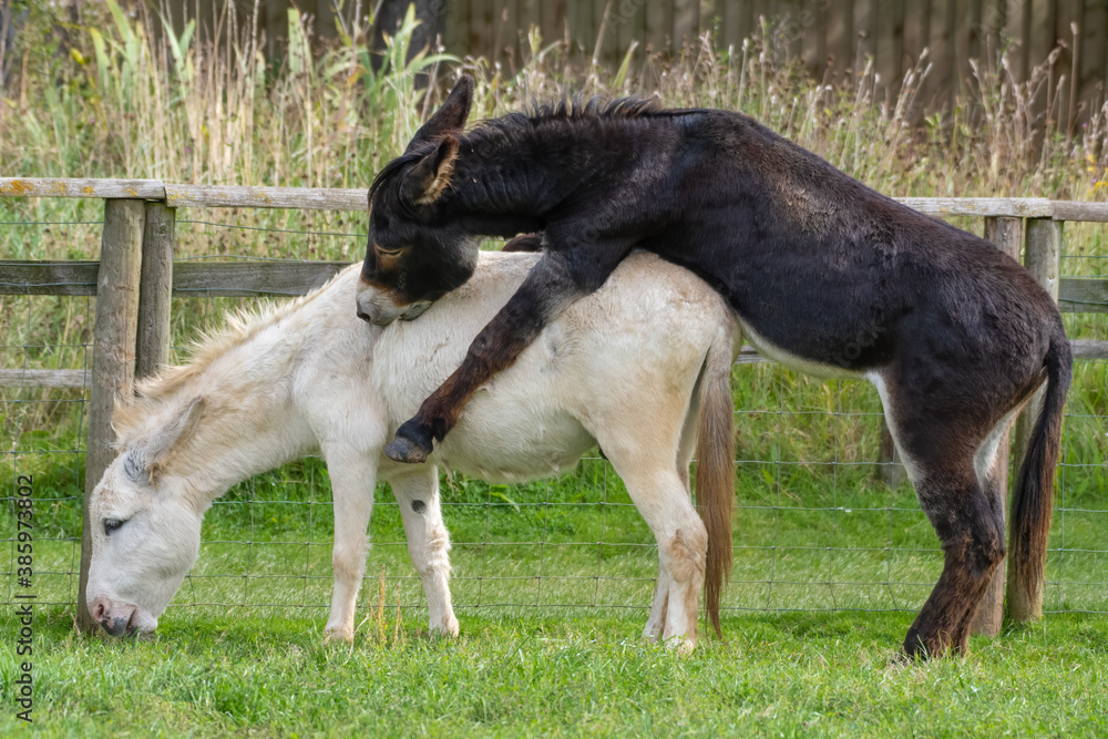 Brown Donkey Biting a White Donkey's Back in a Paddock