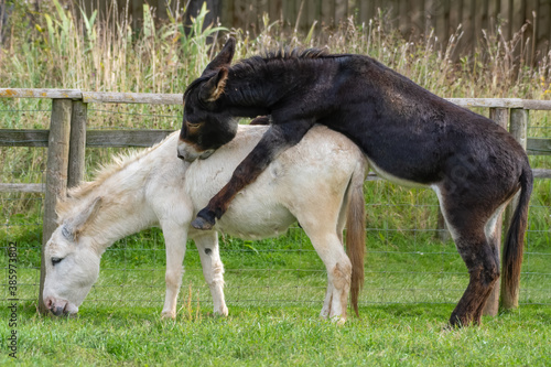 Brown Donkey Biting a White Donkey s Back in a Paddock