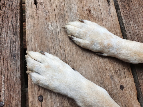 White dog claws have dry soil clinging in after a mischievous run in a damp backyard. The front feet of a dog with long, black and dirty nails rested on a wooden floor.
