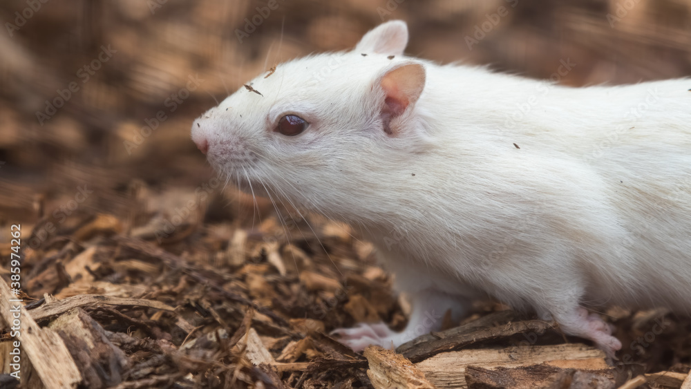 Albino Chipmunk Playing on the Ground
