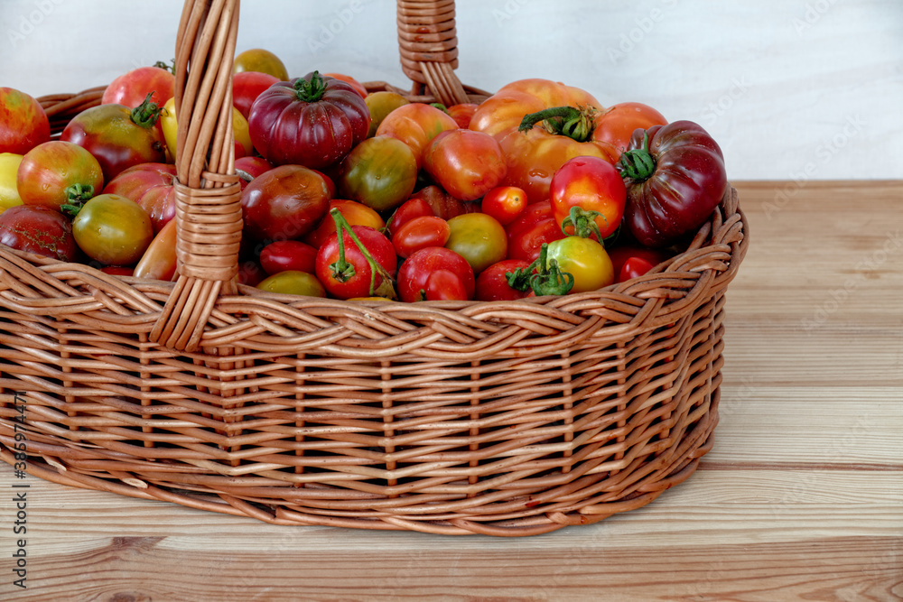 Wicker basket full of tomatoes. Plenty fresh tomatoes of various colors and heirlooms. Vegetables from own garden. Wooden table. Wicker basket full of tomatoes. Plenty fresh tomatoes of various colors and heirlooms. Vegetables from own garden. Wooden table.