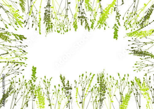 Rectangular frame with silhouettes of wild meadow grasses on white - background with green herbs for natural design