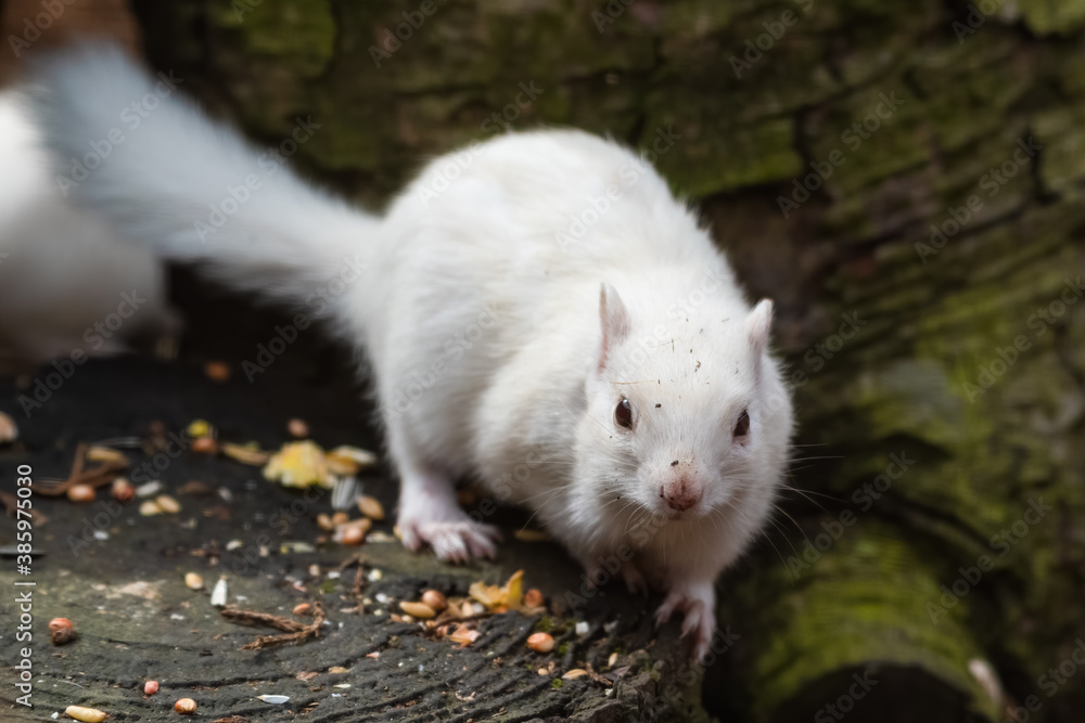 Albino Chipmunk Standing on a Tree Stump Albino Chipmunk Standing on a Tree Stump