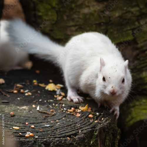 Albino Chipmunk Standing on a Tree Stump