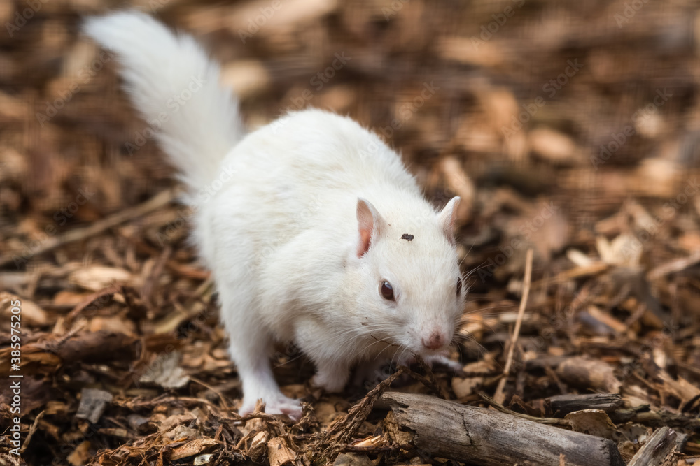 Albino Chipmunk Playing on the Ground Albino Chipmunk Playing on the Ground