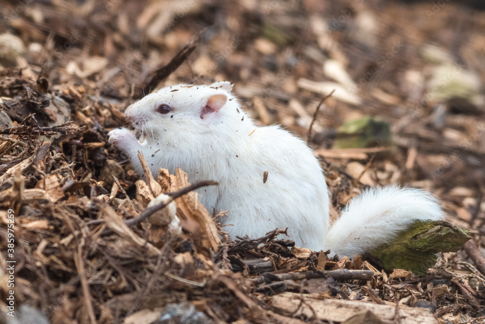 Albino Chipmunk Feeding on the Ground Albino Chipmunk Feeding on the Ground