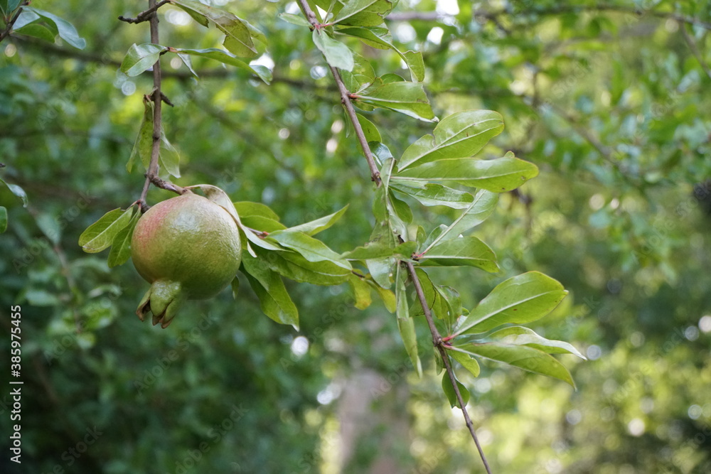 background with green pomegranade on tree background with green pomegranade on tree