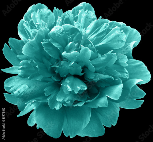turquoise peony flower on black isolated background with clipping path.  For design.  Closeup.  Nature. © nadezhda F
