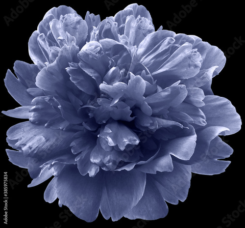 violet peony flower on black isolated background with clipping path.  For design.  Closeup.  Nature. © nadezhda F