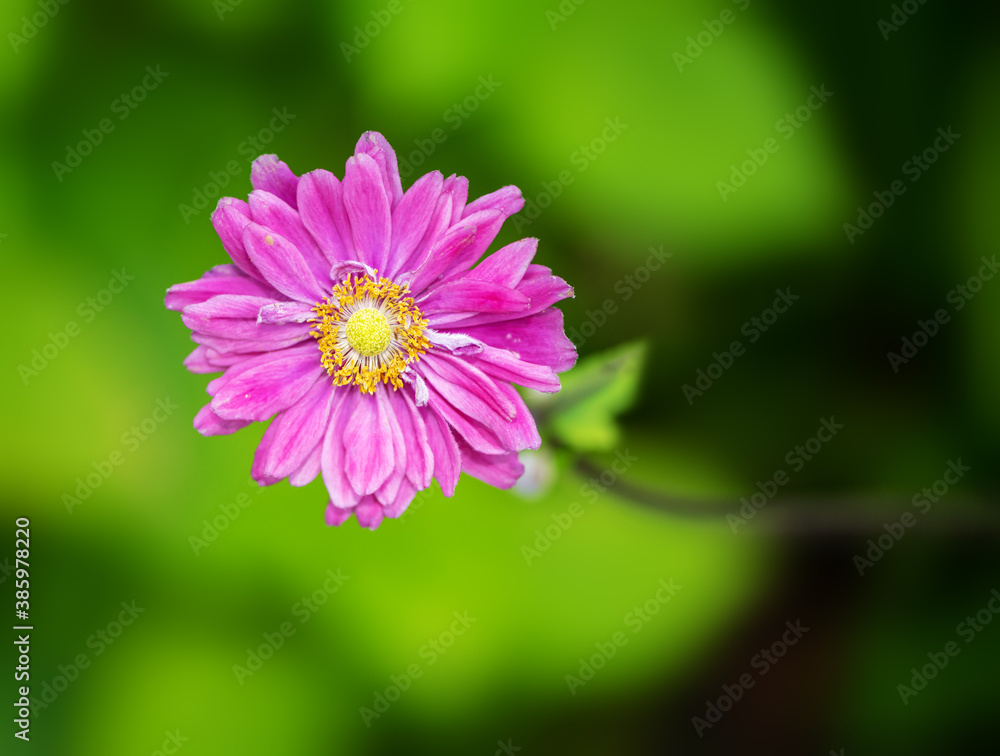 Obraz premium Closeup of a pink anemone flower