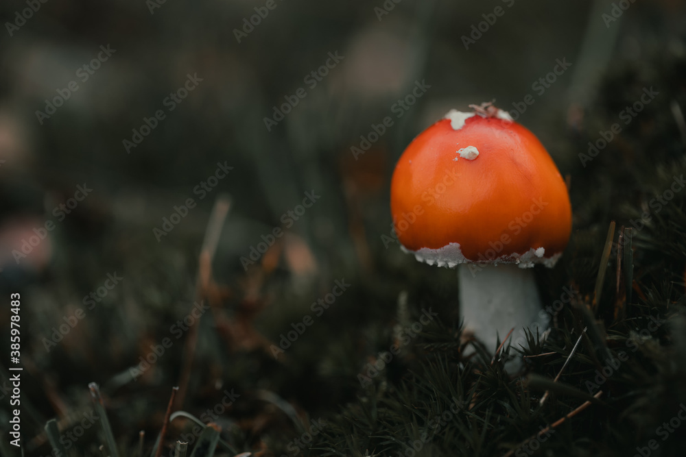 fly mushroom fly mushroom