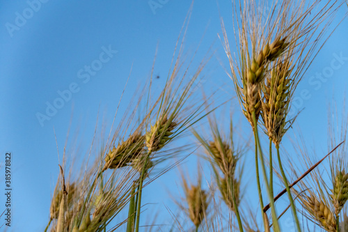 Ripening grain in organic farming