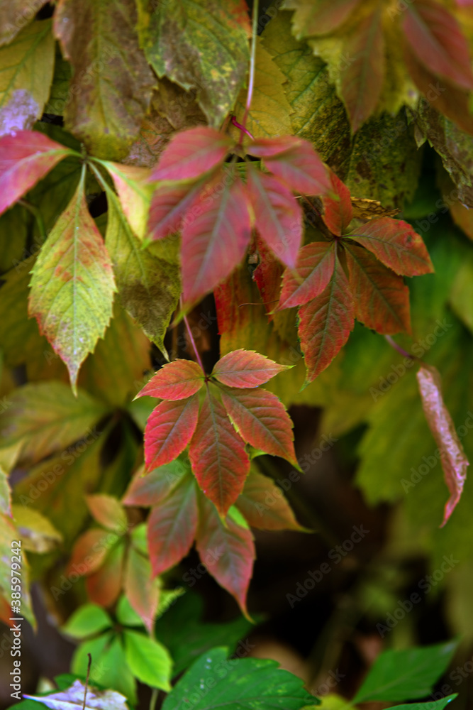 red and yellow leaves red and yellow leaves