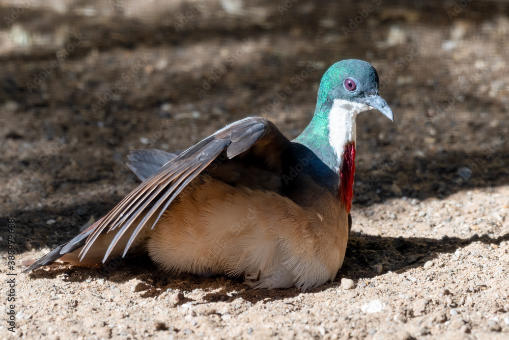 Bleeding Heart Dove on the Ground Enjoying the Heat from the Sun Bleeding Heart Dove on the Ground Enjoying the Heat from the Sun