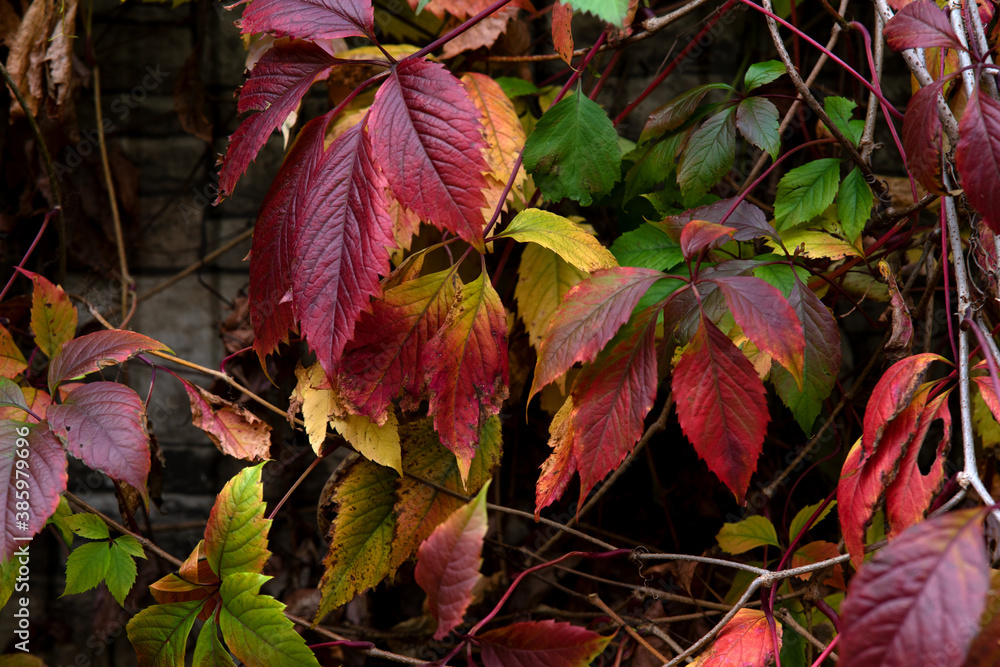 red and yellow leaves red and yellow leaves