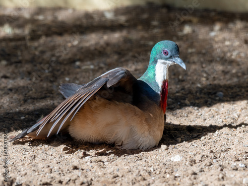 Bleeding Heart Dove on the Ground Enjoying the Heat from the Sun photo