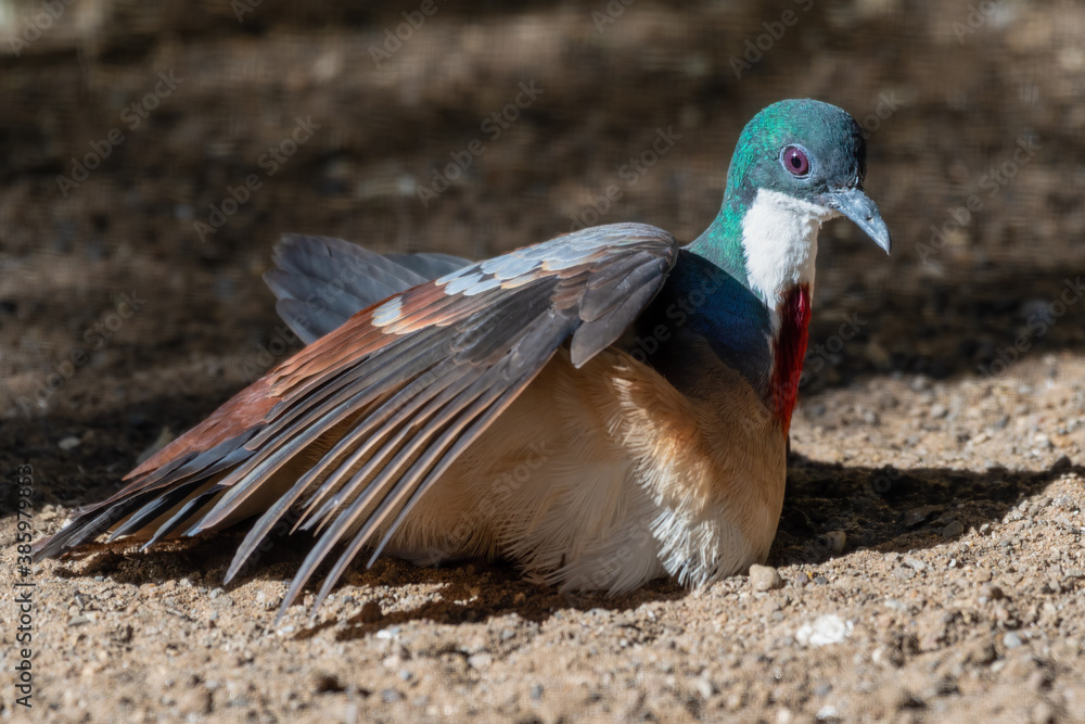 Bleeding Heart Dove on the Ground Enjoying the Heat from the Sun Bleeding Heart Dove on the Ground Enjoying the Heat from the Sun