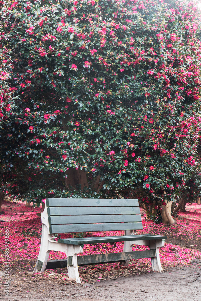 Blooming Camellia flowers of Jeju Island, Korea
