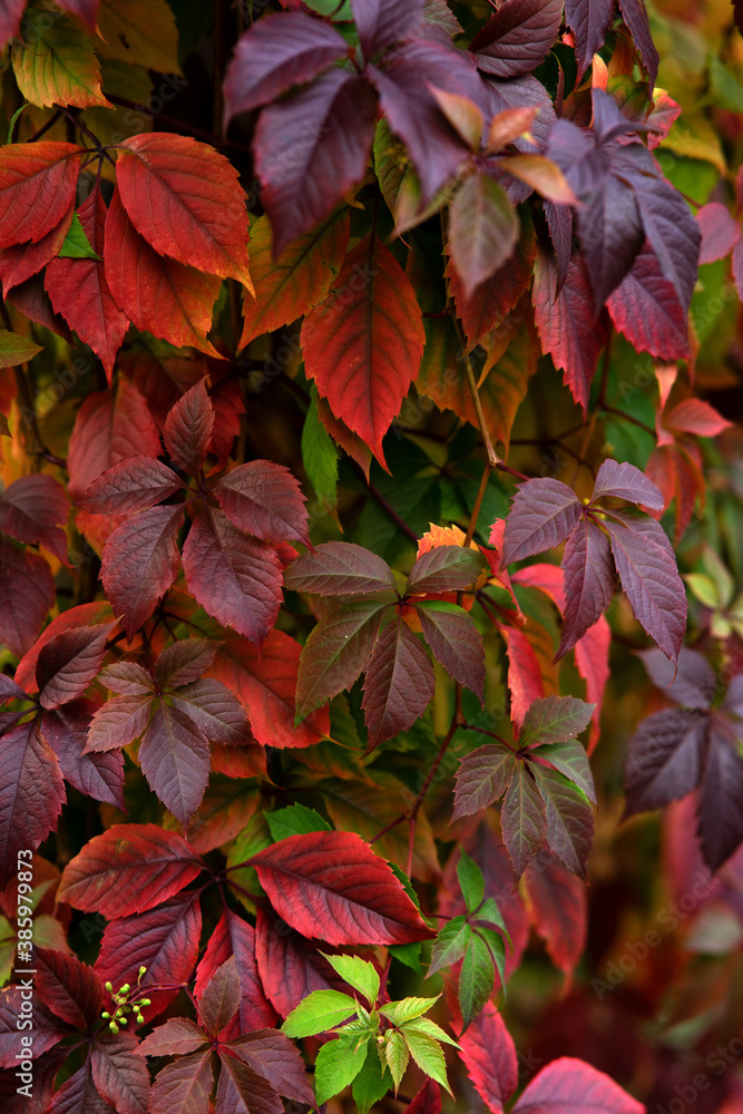 red leaves in autumn red leaves in autumn
