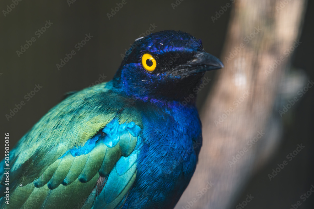 Naklejka premium Purple Glossy Starling Close Up Portrait