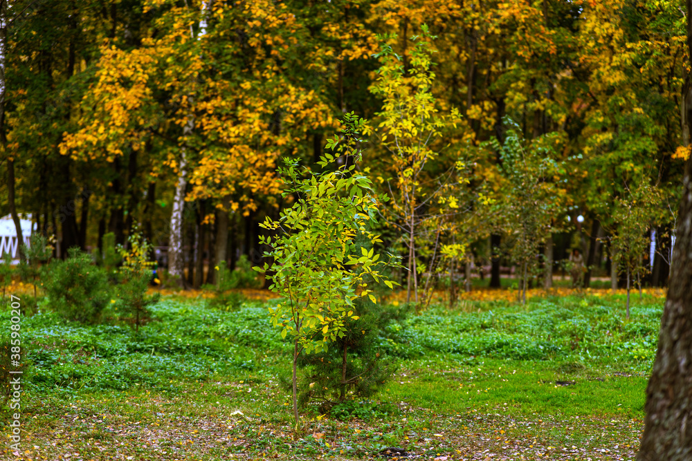 autumn in the park