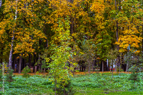 autumn in the garden