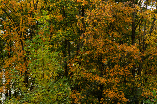 moss on a tree in autumn