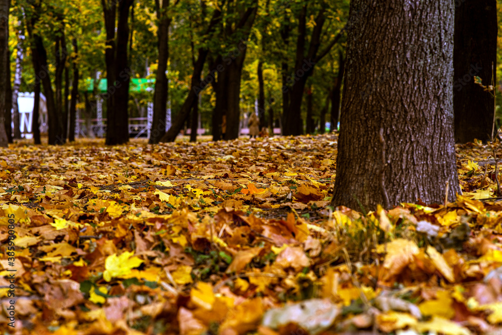 autumn in the park autumn in the park