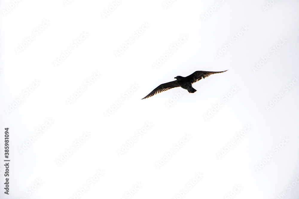 Obraz premium seagull over sea in Jeju Island, Korea 