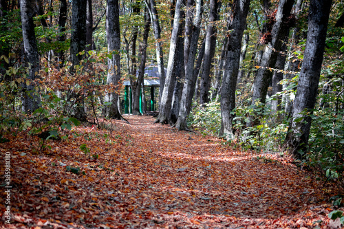 Fallen leaves in the autumn forest