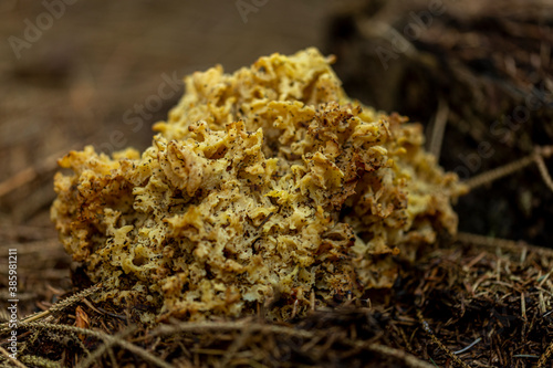 Macro closeup of Sparassis crispa or yellow-brown sponge mushroom growing on a pine tree forest floor. Autumn fall seasonal concept.