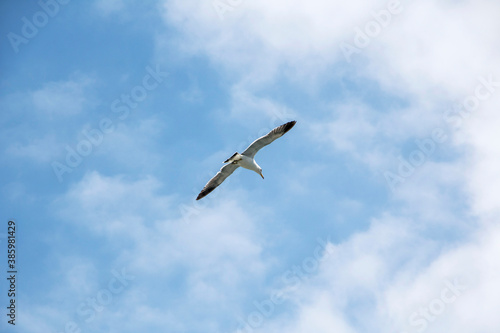 Seagull flying in the blue sky 