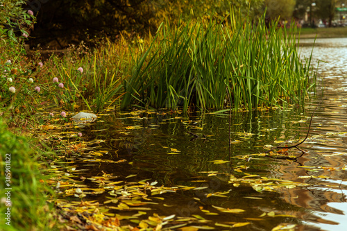 grass and water