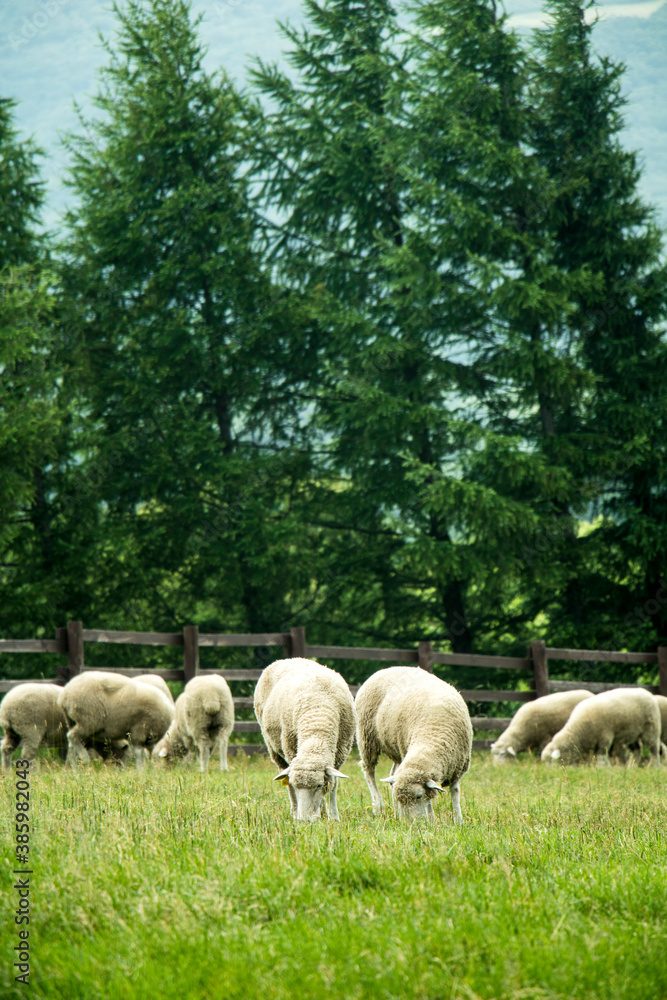 Obraz premium Herd sheep on a beautiful green meadow 