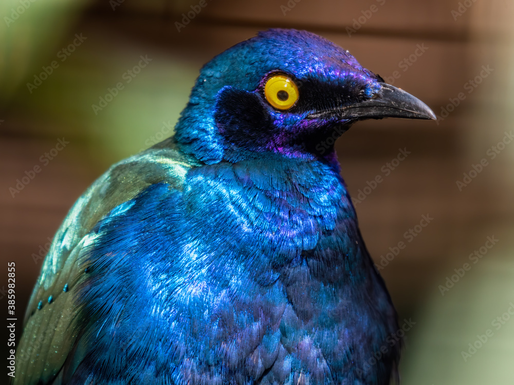 Obraz premium Purple Glossy Starling Close Up Portrait