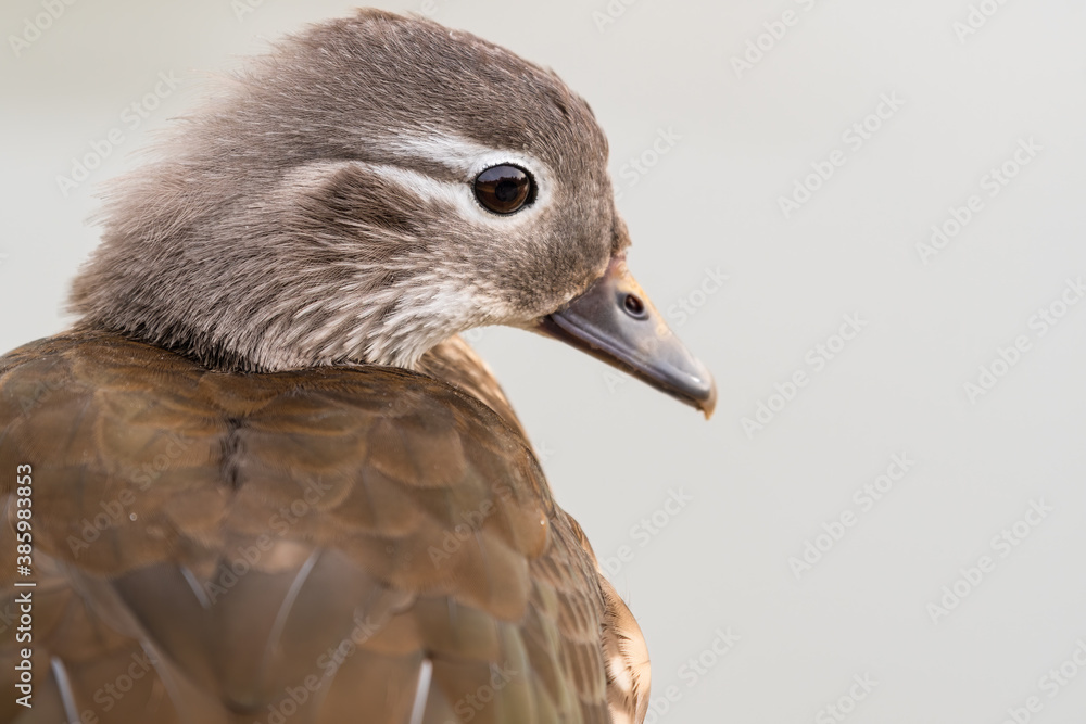 Female Mandarin Duck Close Up Side Profile Female Mandarin Duck Close Up Side Profile
