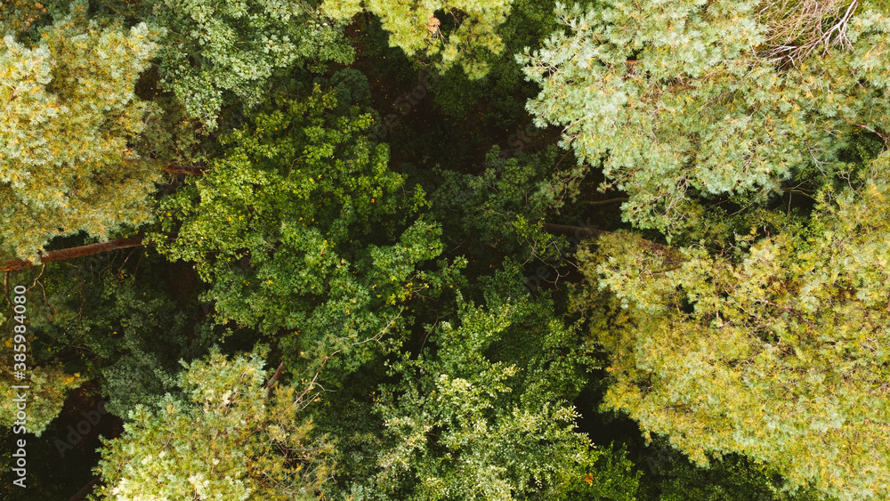 forest dron forest dron