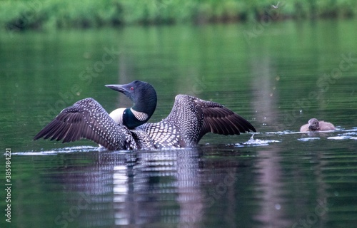 Loon with Wings Spread 02 photo