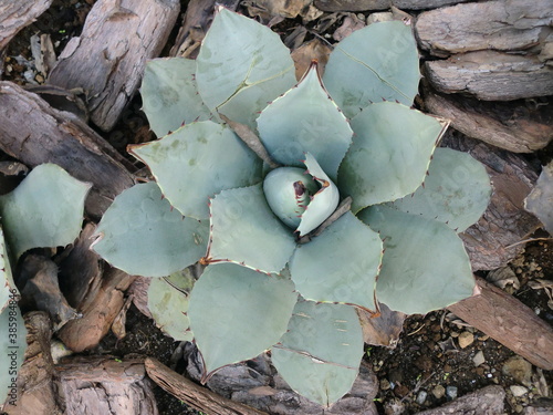 露地植えのアガベ雷神