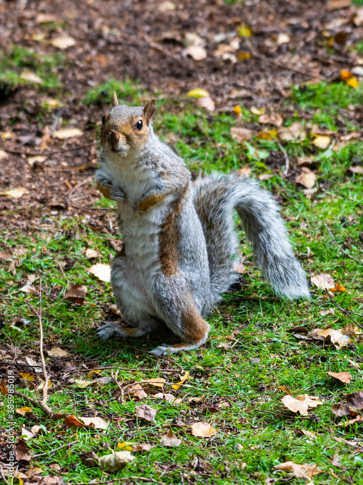 Cute Grey Squirrel Standing on the Ground Cute Grey Squirrel Standing on the Ground