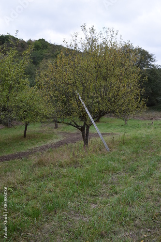 Streuobstweisenapfelbaum photo