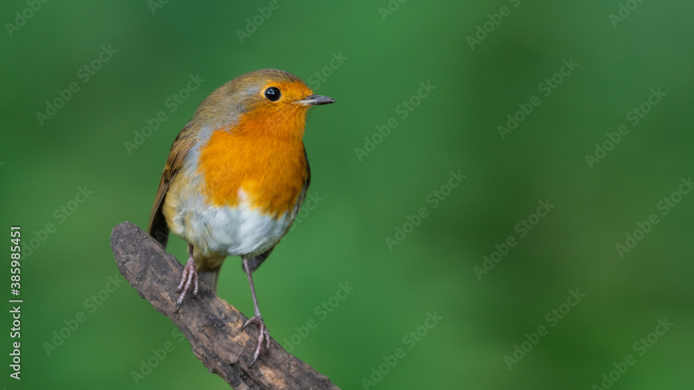 Robin Red Breast Perched on a Broken Tree Branch Robin Red Breast Perched on a Broken Tree Branch