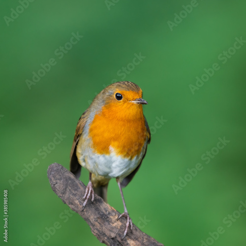 Robin Red Breast Perched on a Broken Tree Branch © Ian