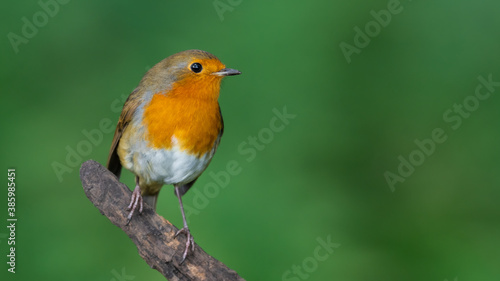 Robin Red Breast Perched on a Broken Tree Branch
