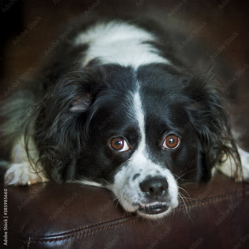 portrait of a cute black and white dog